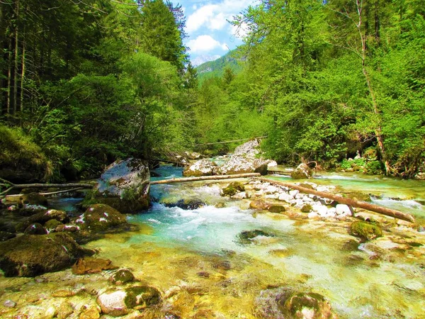 Scenic Beautiful Kamniska Bistrica Mountain River Slovenia Surrounded Forest Sunny — Stockfoto