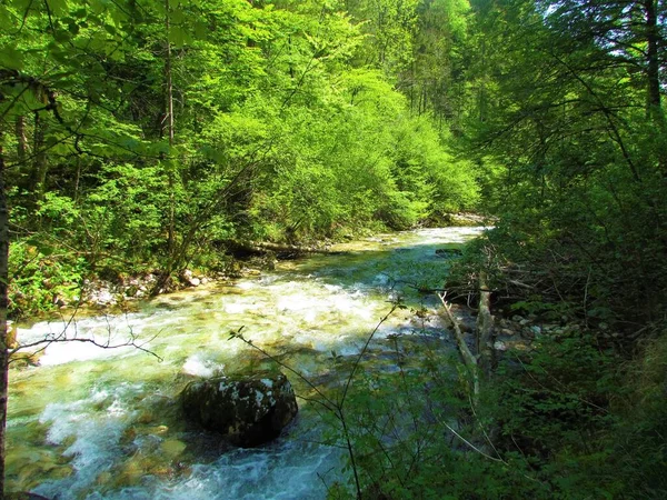 Scenic Beautiful Kamniska Bistrica Mountain River Slovenia Surrounded Forest Sunny — Stock Photo, Image