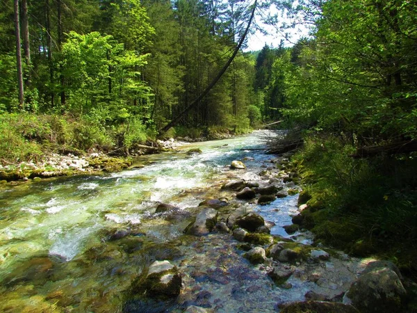 Scénická Krásná Horská Řeka Kamniska Bistrica Slovinsku Obklopená Lesem Slunečného — Stock fotografie