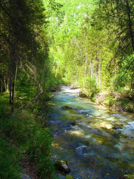 Scénická Krásná Horská Řeka Kamniska Bistrica Slovinsku Obklopená Lesem Slunečného — Stock fotografie