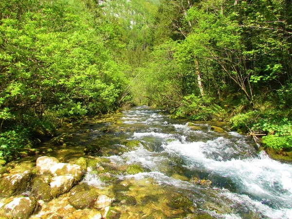 Scenic Beautiful Kamniska Bistrica Mountain River Slovenia Surrounded Forest Sunny — Stock Photo, Image