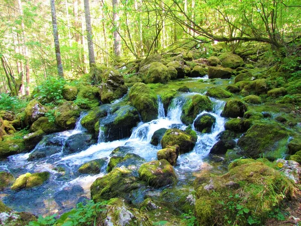 Voda Pramen Vodou Tekoucí Přes Mechem Pokryté Skály Lese Kamniska — Stock fotografie