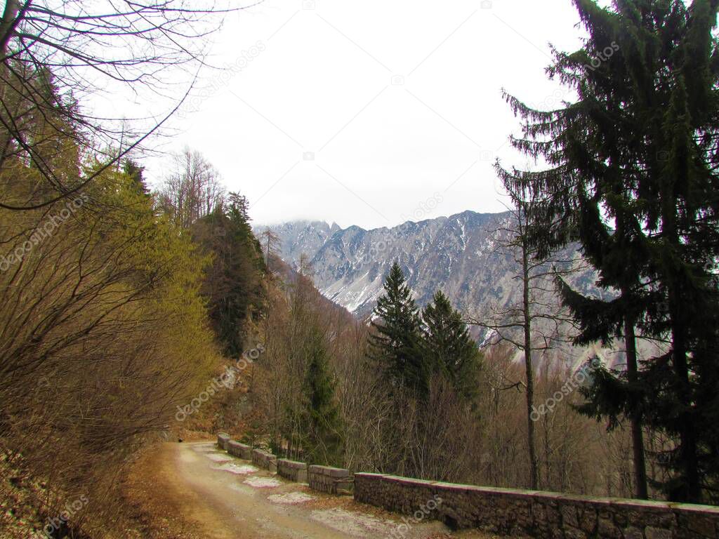 View of mountain Begunjsica in Karavanke mountains in Gorenjska region of Slovenia and flowering common hazel (Corylus avellana) with yellow catkins tree next to a road with stone wall