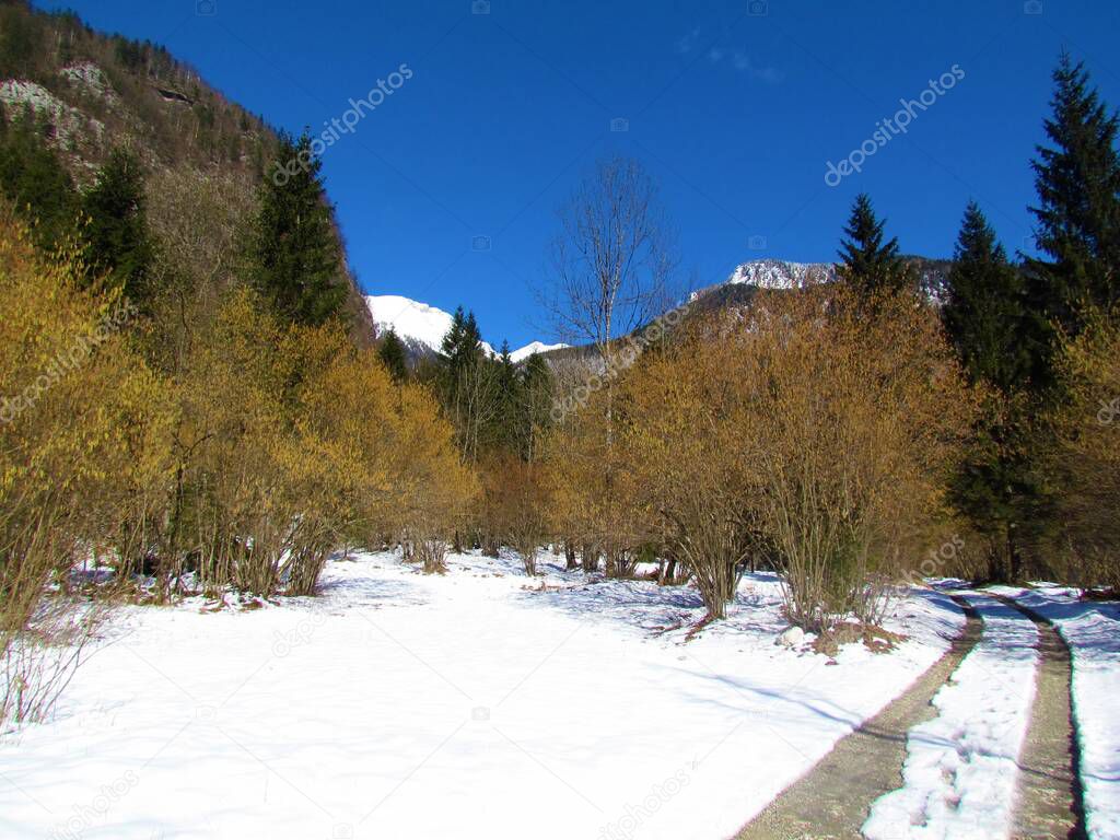 Snow covered winter landscape in Voje valley in Slovenia with common hazel trees with yellow catkins