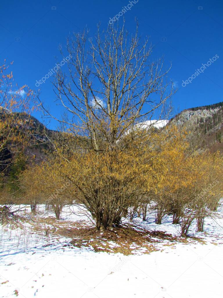 Snow covered winter landscape in Voje valley in Slovenia with common hazel trees with yellow catkins