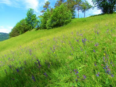 Slovenya 'da arka planda mor çiçek açan çayır tarlası (Salvia pratensis) ve geniş yapraklı ağaçlara sahip otlaklar