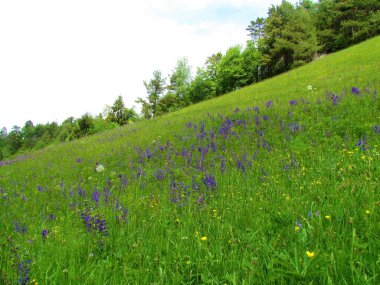 Slovenya 'nın arka planında mor çiçekli çayır tarlası (Salvia pratensis) ve geniş yapraklı bir orman bulunmaktadır.