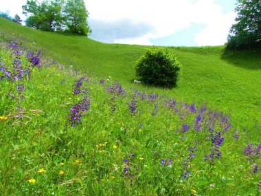 Slovenya 'da mor çiçek açan çayır clary veya çayır adaçayır (Salvia pratensis) otlağı