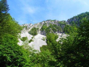 Slovenya 'nın Karavanke dağlarında bir dağ, bir çayırlık ve bir ağaçla çevrili dağlık arazi ve mugo çamı
