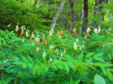 Lathyrus bataryasının turuncu ve beyaz çiçekleri.
