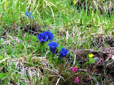 Tatlı bayanın mavi çiçekleri ya da Clusius 'un 