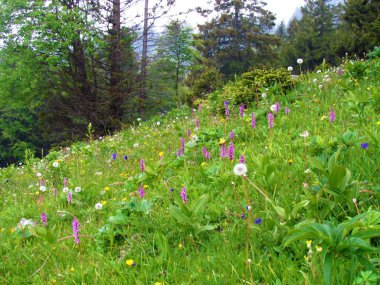 Pembe erken dönem bataklık orkidesi (Dactylorhiza incarnata) çiçekleri ve sarı çiçekler ve karahindiba tohumu ile renkli çayır