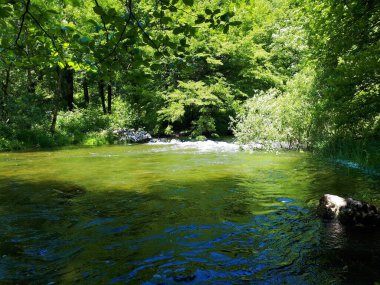 Slovenya 'nın Rakov Skocjan kentinde nehir rakı ve kıyılarında orman