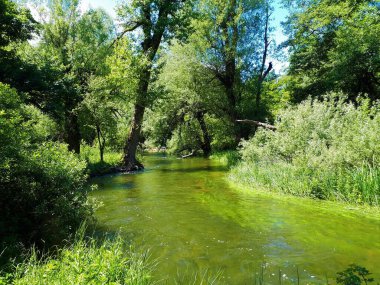 Slovenya 'nın Notranjska bölgesindeki Rakov Skocjan' daki nehir rakı güneşli bir günde tepede sallanan kavak ağaçlarıyla birlikte bir bataklıktan akıyor.