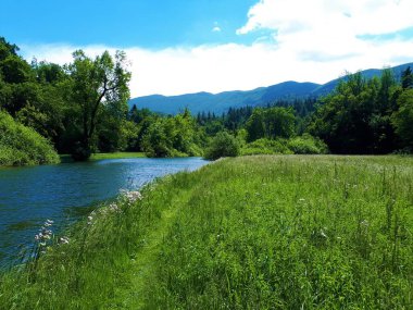 Slovenya 'nın Notranjska bölgesindeki Rakov Skocjan' daki Manzaralı Rak nehri arka planda bereketli bir yaz çayırı ve orman tepe örtüsü ve Javornik tepelerini geçiyor