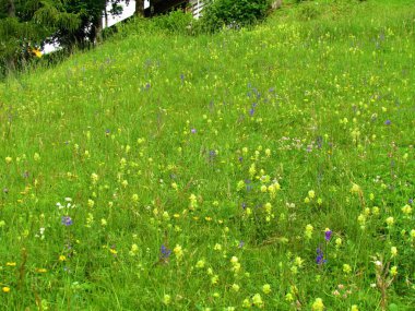 Slovenya 'da sarı ve mor çiçeklerle dolu yemyeşil çayır