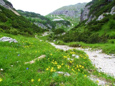 Julian Alpleri 'nde çayırları ve mugo çamı ve dağları olan Alp Vadisi ve sarı böbrek vergisi, böbrek verçeği Julian Alpleri' nde ve Slovenya 'nın Gorenjska kentindeki Triglav ulusal parkında