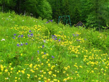 Renkli çayır sarı ortak böbrek vetch, böbrek vetch, yaralı kurt çiçekleri ve mavi alp alpina (Aquilegia alpina) ve arka tarafta Julian Alps, Slovenya 'da bir orman