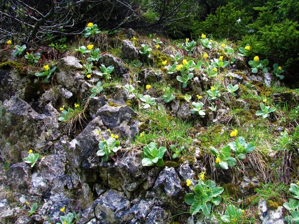 Yellow Blooming Auricula Mountain Cowslip Flowers Frowing Rock — Stock Photo, Image