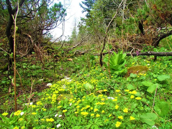 Bujny Alpejski Dziki Ogród Żółtymi Kwiatami Sztuczną Helleborine Biały Hellebore — Zdjęcie stockowe