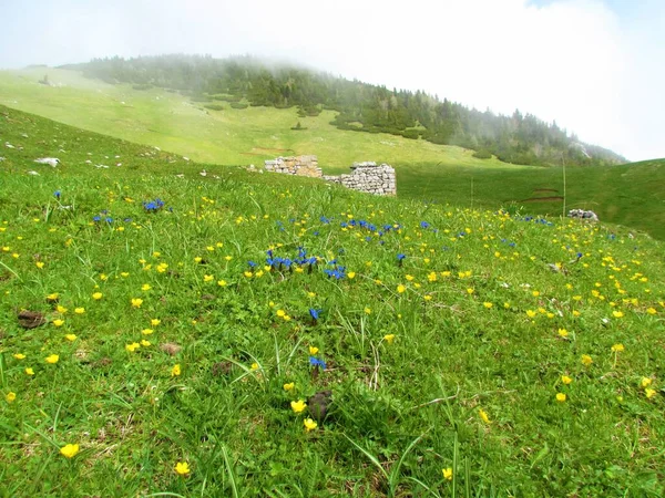 Alpine meadow with blue and yellow flowers incl. spring gentian (Gentiana verna) and old stone ruins and alpine landscape covered in mugo pine in the background