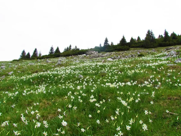 Alpská Louka Plná Bílého Kvetoucího Básníka Narcisu Básníkova Narcisu Nargis — Stock fotografie