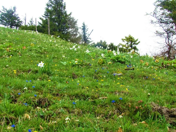 Alpine Wildblumen Mit Weiß Blühenden Narzissen Narzissen Nargis Und Blauem — Stockfoto