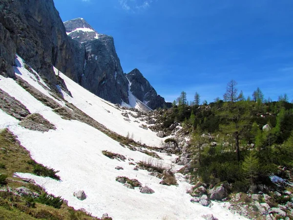 Paisagem Alpina Coberta Neve Floresta Larício Folhagem Verde Nos Alpes — Fotografia de Stock