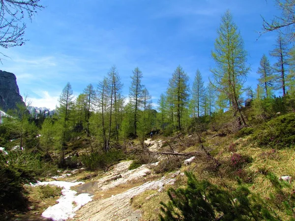 Mountain Larch Forest Julian Alps Triglav National Park Slovenia Sunny — Stock Photo, Image