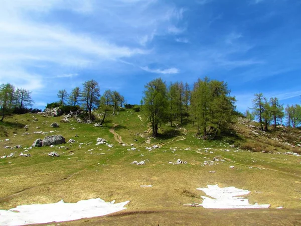 Meadow Grupo Alerces Sleme Los Alpes Julianos Parque Nacional Triglav — Foto de Stock
