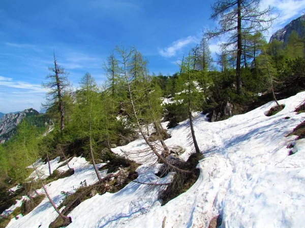 Forêt Verte Mélèzes Montagne Dans Les Alpes Juliennes Parc National — Photo