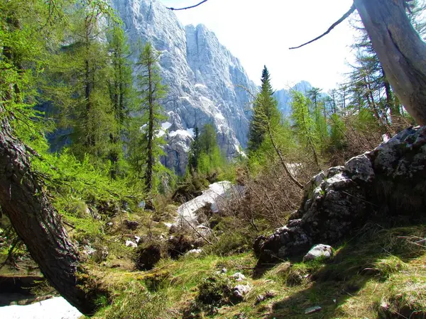 Δάσος Του Βουνού Julian Άλπεις Και Triglav Εθνικό Πάρκο Στη — Φωτογραφία Αρχείου