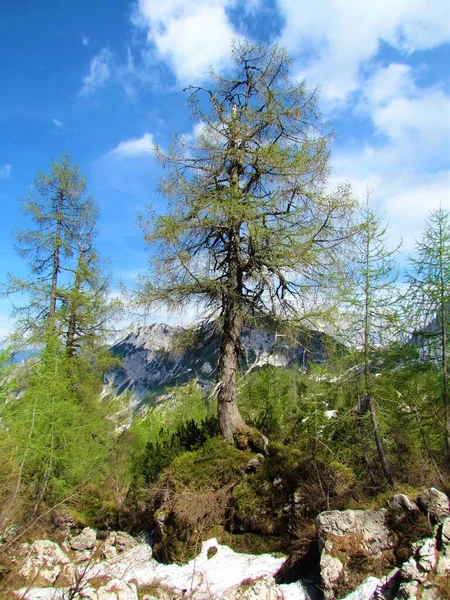 Lärche Grünem Laub Wächst Auf Einem Felsen Und Schnee Unter — Stockfoto