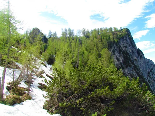 Modřínový Les Jezerce Sleme Juliánských Alpách Triglavském Národním Parku Slovinsku — Stock fotografie