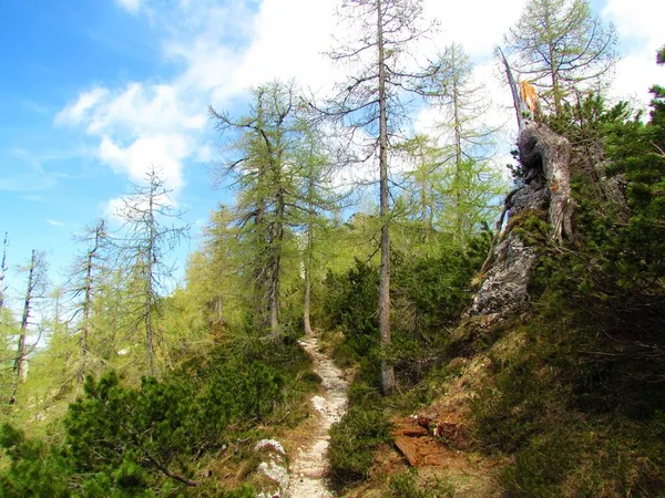 Bosque Alerce Montaña Los Alpes Julianos Parque Nacional Triglav Eslovenia — Foto de Stock