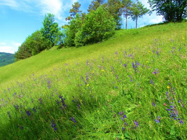 斯洛文尼亚的草场 背景为紫花草甸或草甸鼠尾草 Salvia Pratensis 和阔叶树 — 图库照片