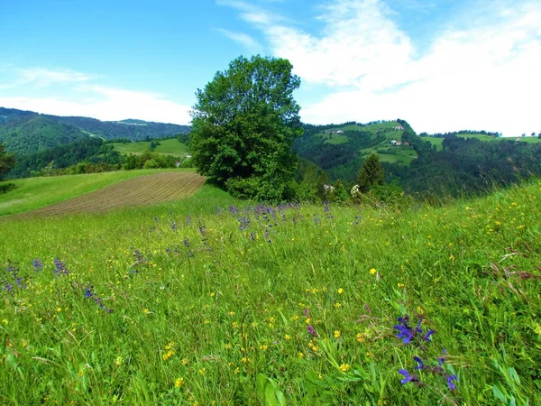 Prato Con Prato Viola Fioritura Clary Prato Fiori Salvia Con — Foto Stock