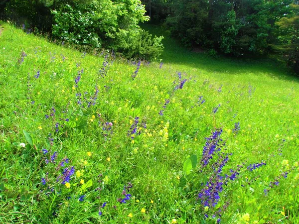 Grasland Mit Lila Blühenden Muskatellerwiesen Oder Salbei Salvia Pratensis Und — Stockfoto