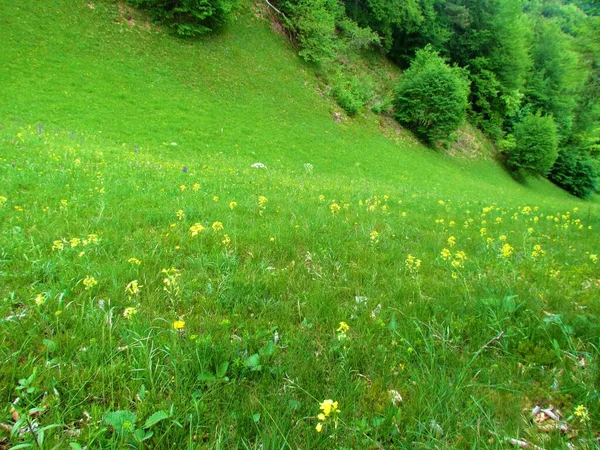 Lush Beautiful Meadow Yellow Flowers Slovenia — Stock Photo, Image