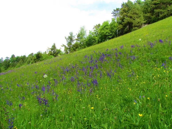 Grasland Mit Lila Blühenden Muskatellerwiesen Oder Salbei Salvia Pratensis Und — Stockfoto