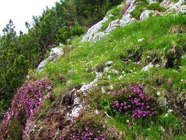 Alpengarten Mit Gelben Und Weißen Blumen Und Rosa Blühender Winterheide — Stockfoto