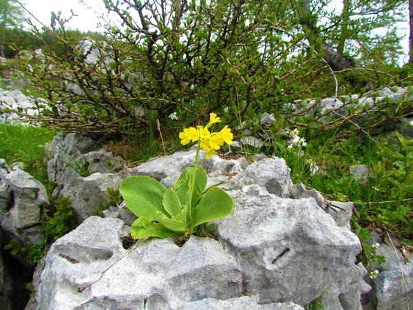 Yellow Blooming Auricula Mountain Cowslip Primula Auricula Flower Growing Rock — Stock Photo, Image