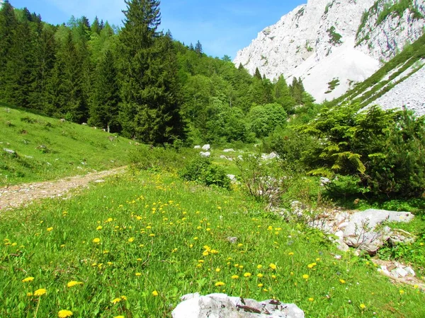 Alpská Krajina Loukou Žlutě Kvetoucími Pampeliškovými Květy Lesem Pozadí Sutí — Stock fotografie