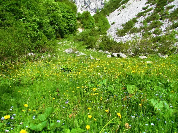 Lush Alpine Meadow Yellow Buttercup Flowers Blue Wood Forget Flowers — Stock Photo, Image