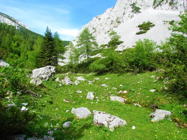 Alpská Krajina Loukou Žlutými Květy Skalami Modříny Smrky Sutí Lesy — Stock fotografie
