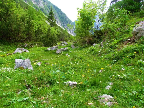 斯洛文尼亚高山草甸 黄蒲公英花 木瓜松 — 图库照片