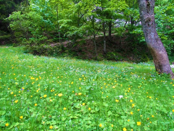 Exuberante Prado Alpino Con Buttercup Amarillo Flores Madera Azul Que —  Fotos de Stock