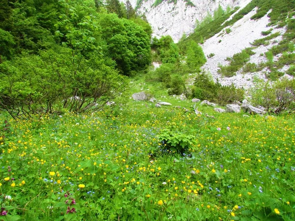 Lush alpine meadow with yellow buttercup flowers and blue wood forget-me-not flowers with alpine landscape with a scree and mugo pine and a forest in the background in Karavanke mountains in Slovenia