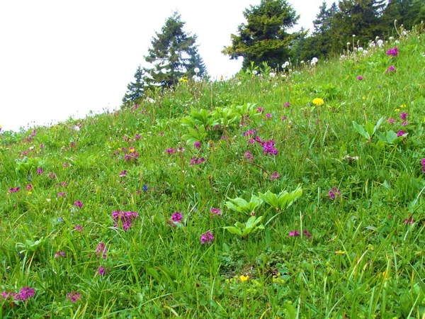 在草地上生长的粉红开花的全长着的柳条 Pedicularis Verticillata — 图库照片