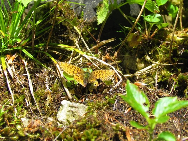 Motyl Marmurkowy Brenthis Daphne Pomarańczowym Skrzydłem Czarnymi Kropkami — Zdjęcie stockowe